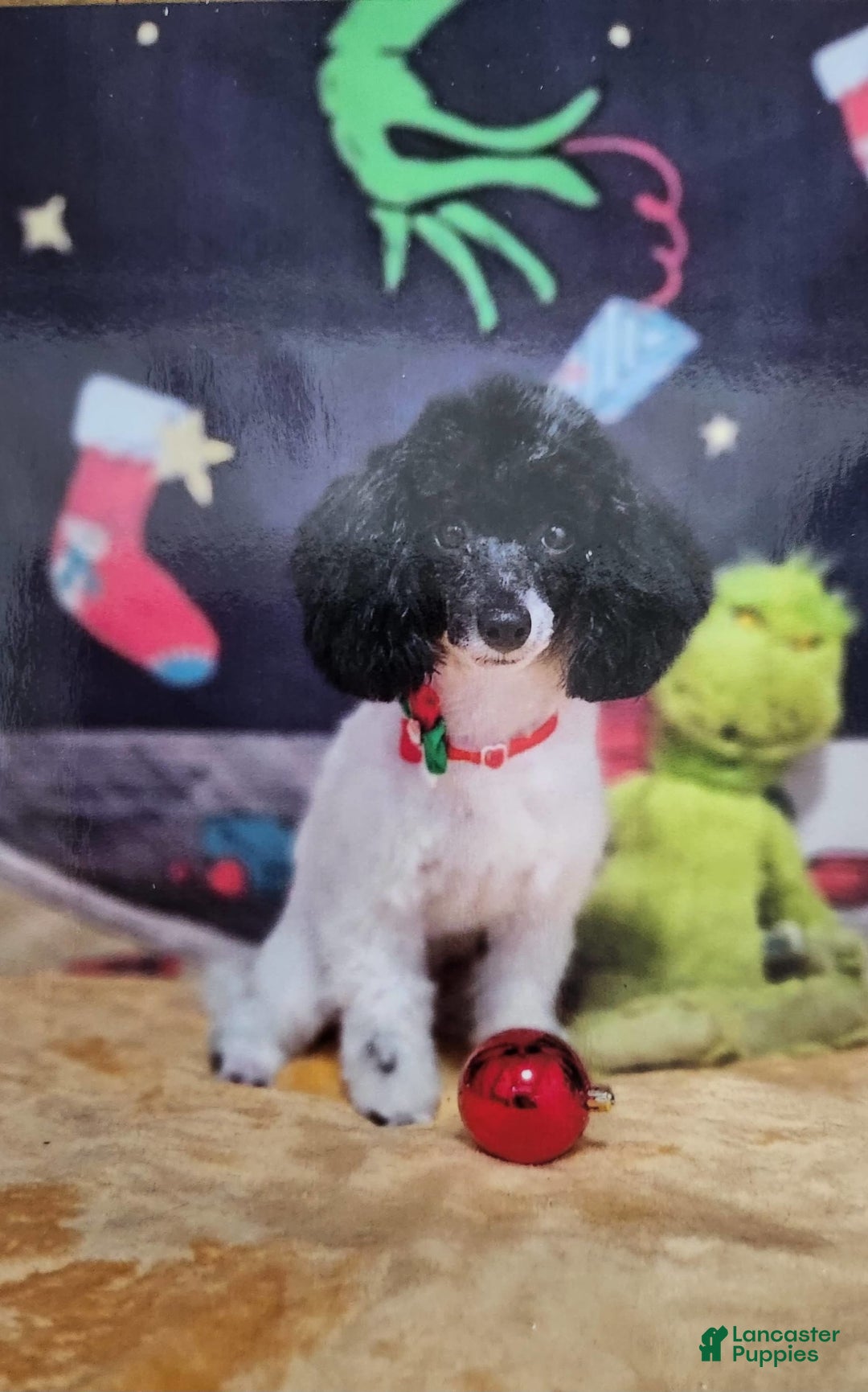 Toy Poodle dogs for sale: Paisley Number 1 Girl - Image 9