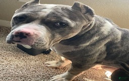 American Bully dogs for sale: Louis - Image 1