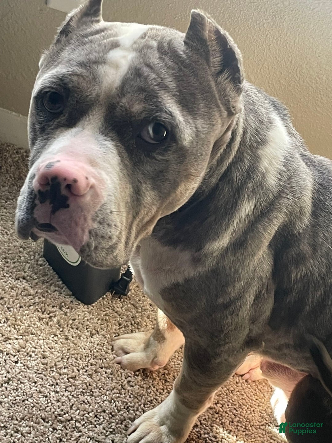 American Bully dogs for sale: Louis - Image 1