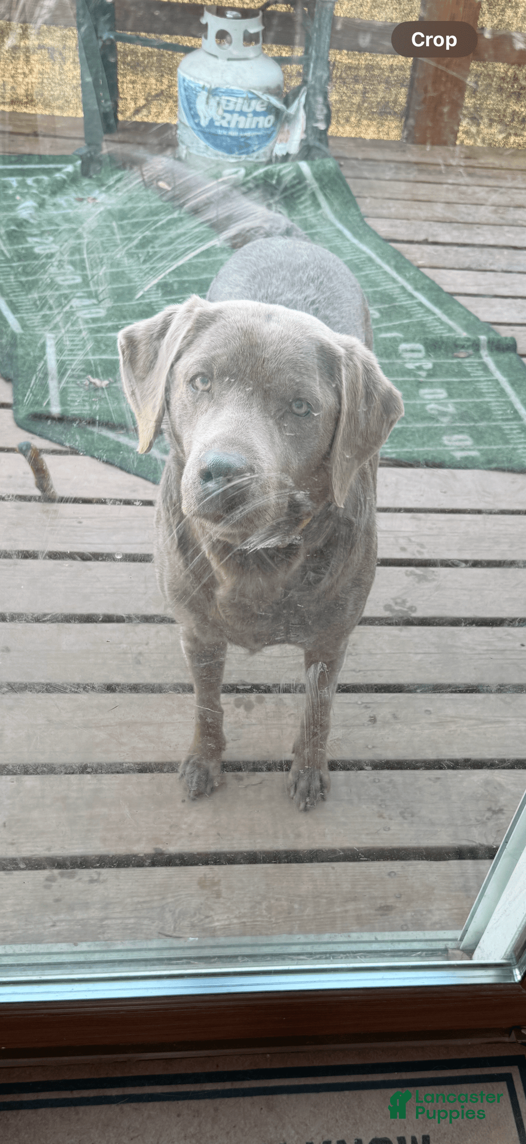Labrador Retriever dogs for sale: Dolly - Image 3