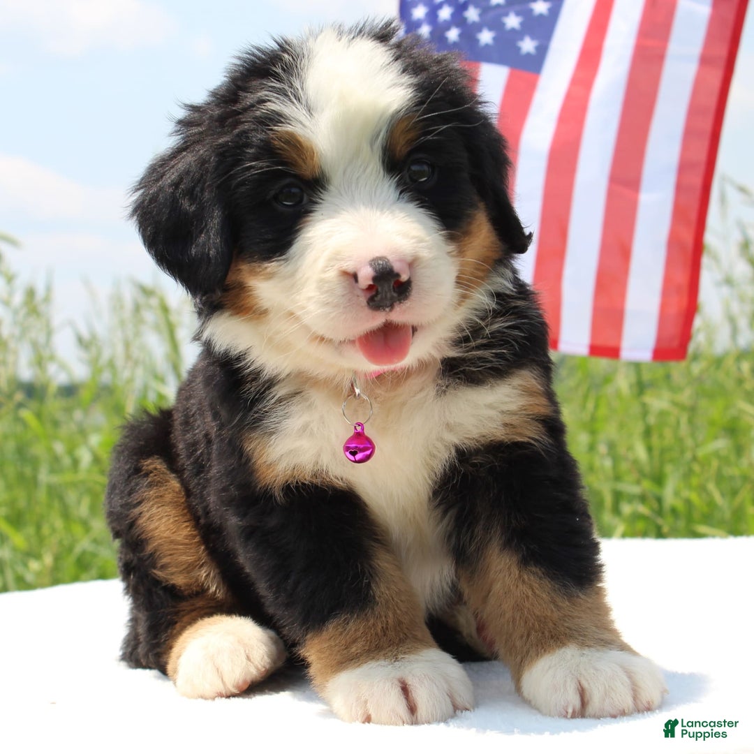 Bernese Mountain Dog dogs for sale: Wenna - Image 1
