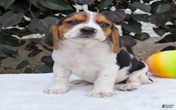 Beagle dogs for sale: Coop - Image 6
