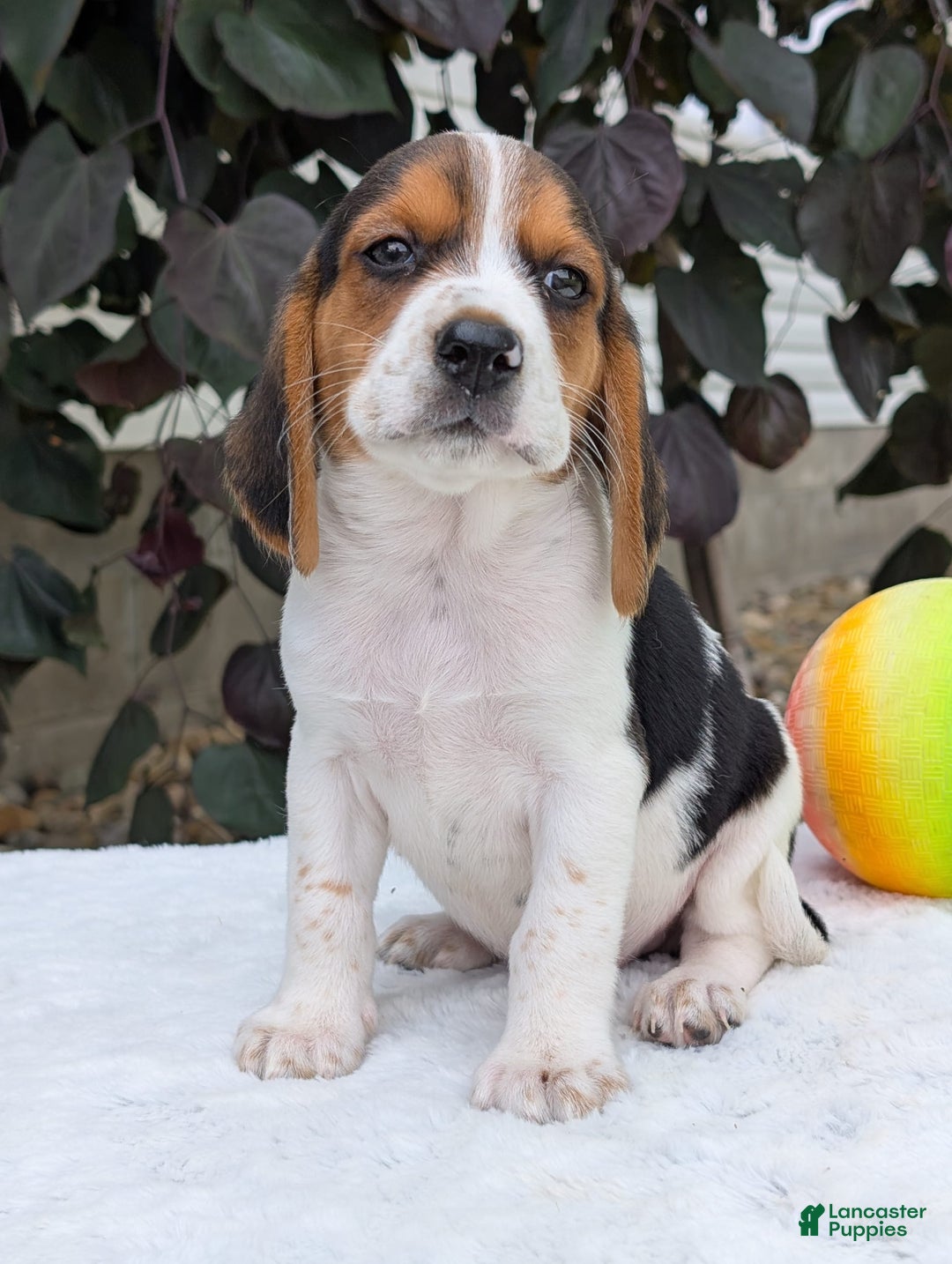 Beagle dogs for sale: Coop - Image 6