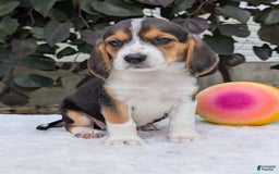 Beagle dogs for sale: Lilly - Image 6