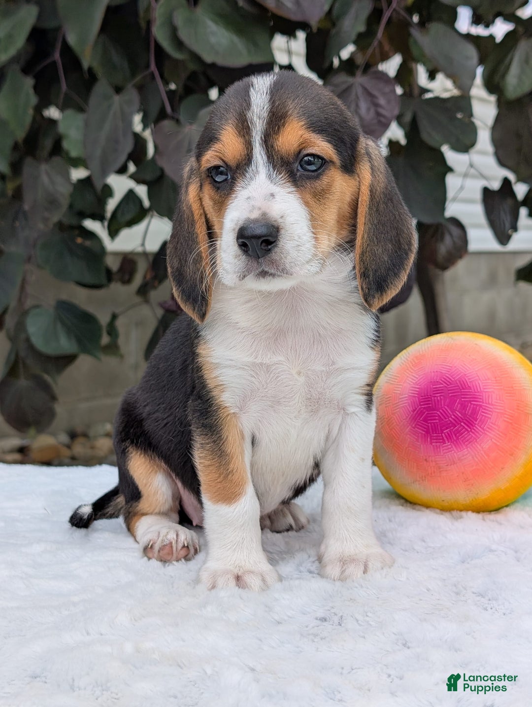Beagle dogs for sale: Lilly - Image 6