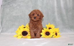 Miniature Poodle dogs for sale: Velcro - Image 8