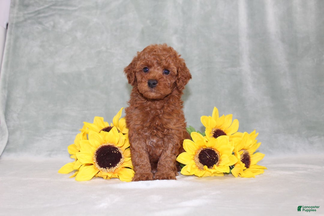 Miniature Poodle dogs for sale: Velcro - Image 8