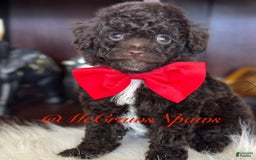 Toy Poodle dogs for sale: Handsome - Image 1