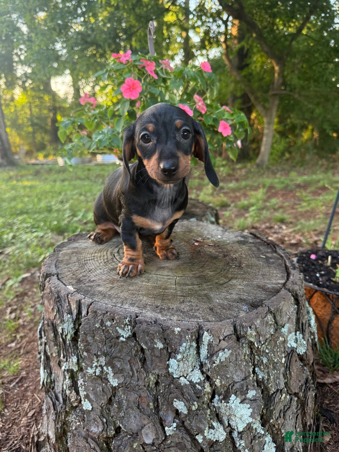 Miniature Dachshund dogs for sale: Lucy - Image 4