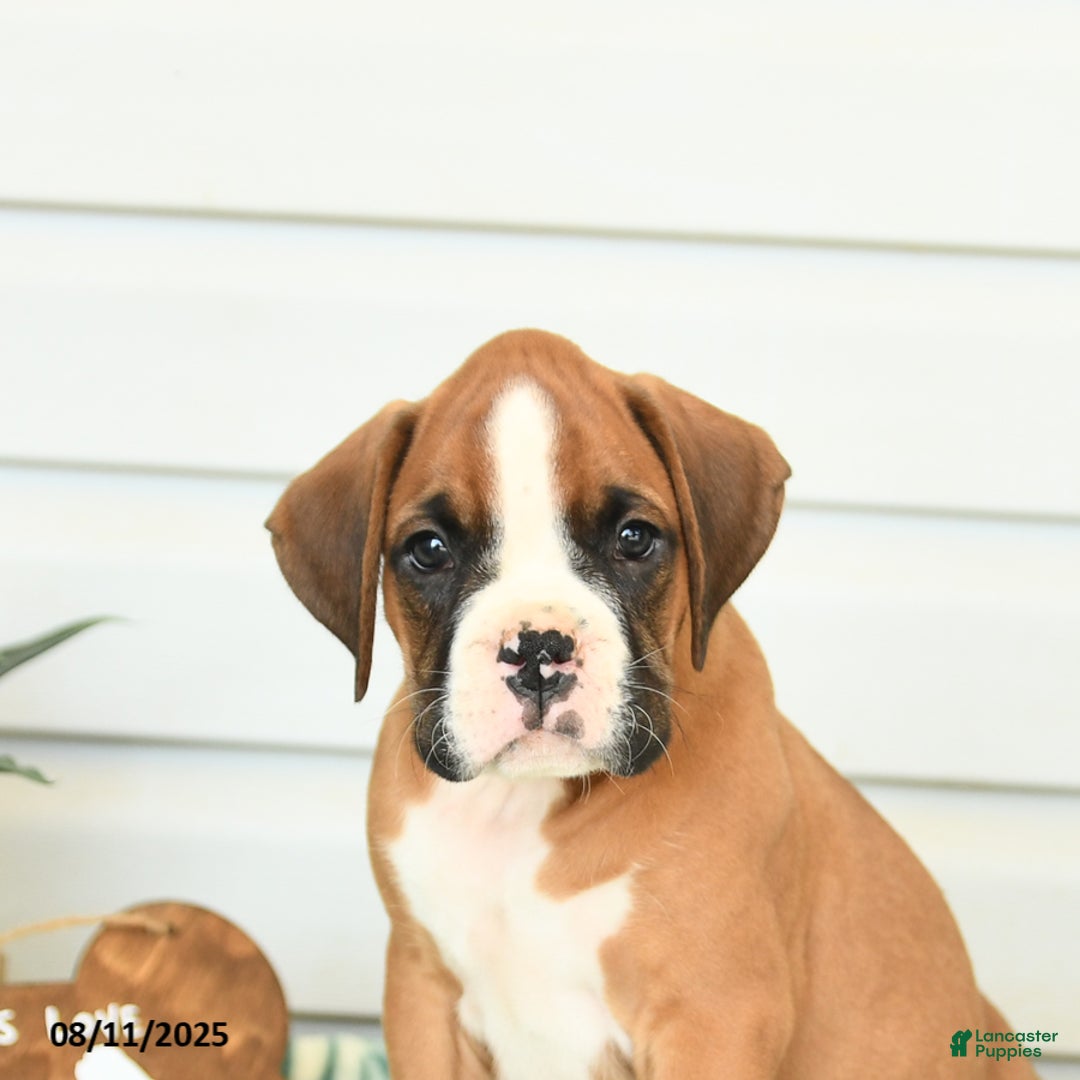 Boxer dogs for sale: Justin - Image 2