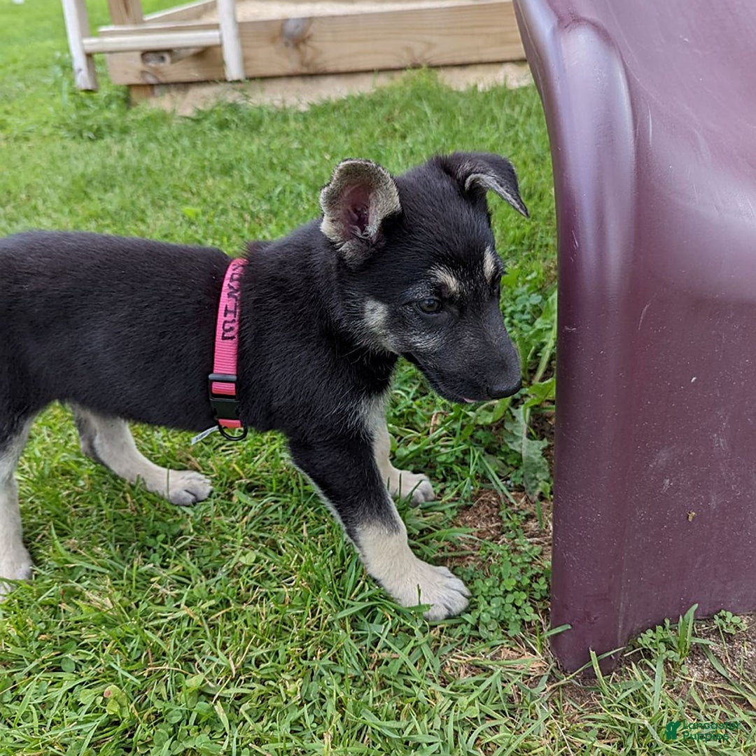 German Shepherd dogs for sale: German Shepherd 8 puppies - Image 5