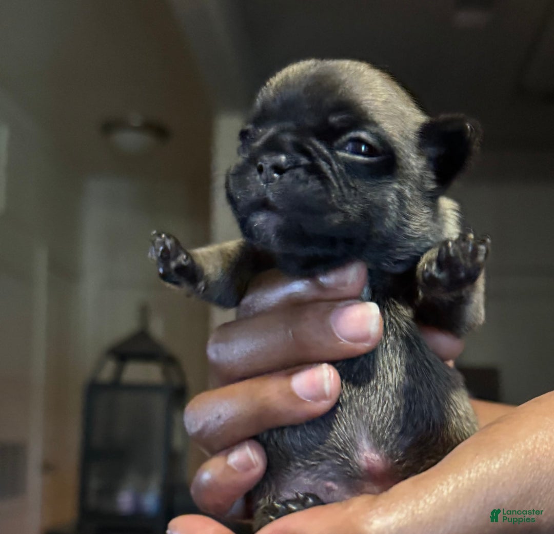 French Bulldog dogs for sale: Female 3 - Image 3