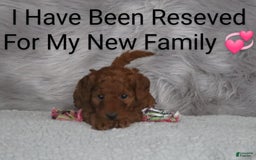 Mini Goldendoodle dogs for sale: Cinnamon - Image 22