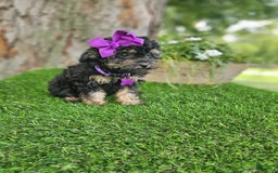 Toy Poodle dogs for sale: Sadie - Image 3