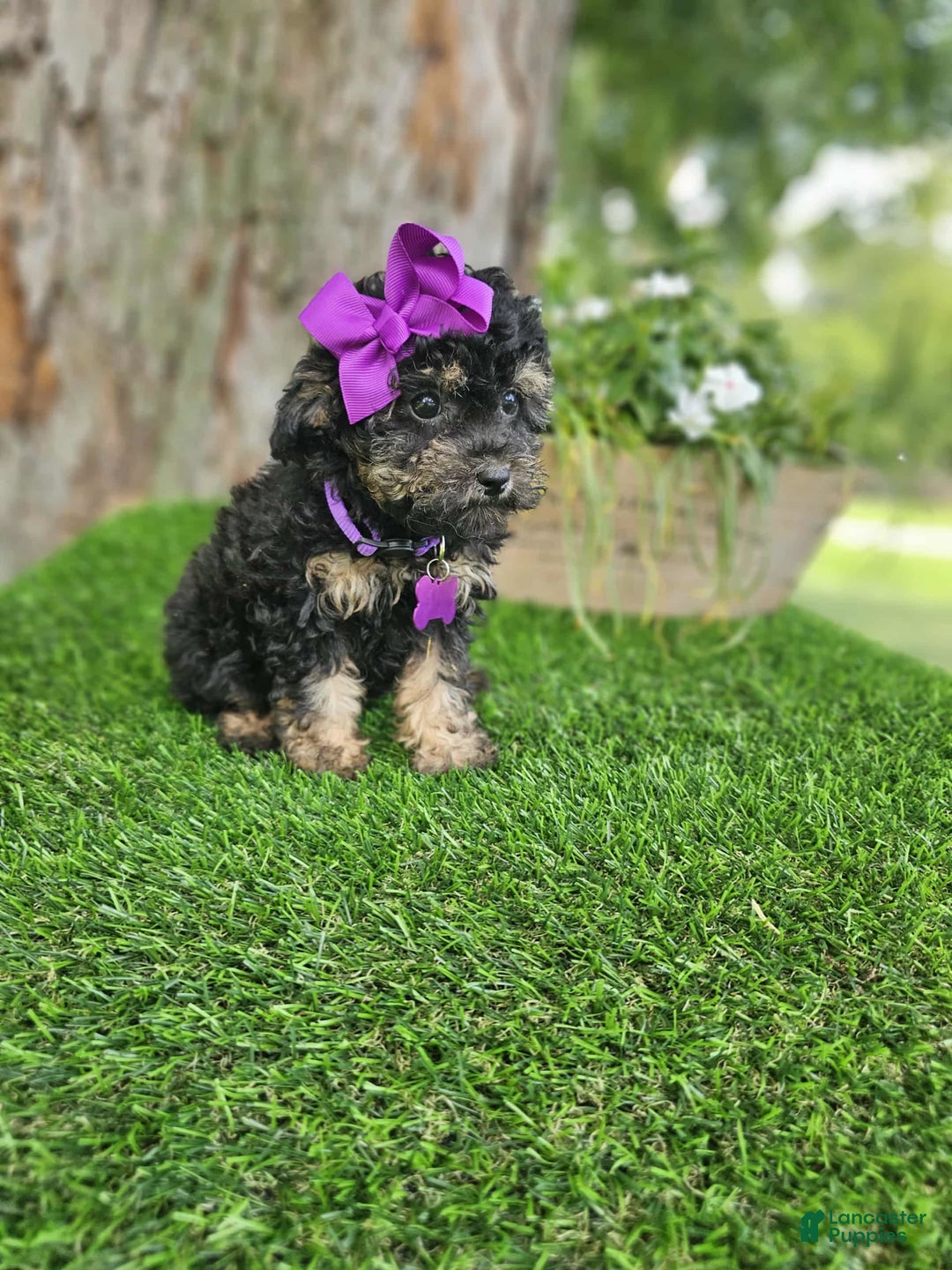 Toy Poodle dogs for sale: Sadie - Image 3