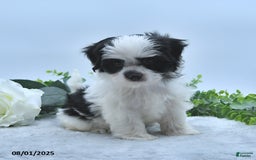 Havanese dogs for sale: Oliver - Image 3
