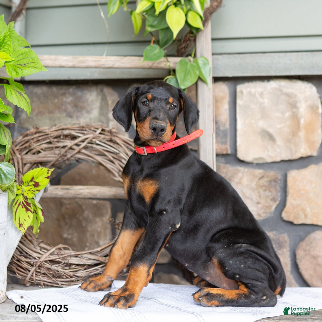 Doberman Pinscher dogs for sale: Rachelle - Image 1