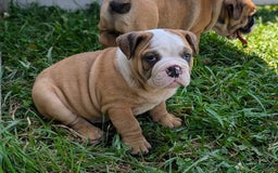 Olde English Bulldogge dogs for sale: Harper - Image 4