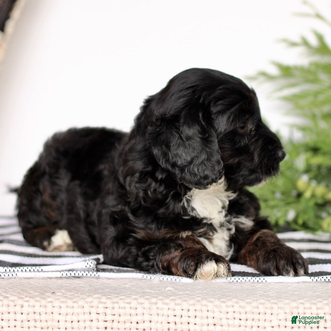 Mini Goldendoodle dogs for sale: Korina - Image 2