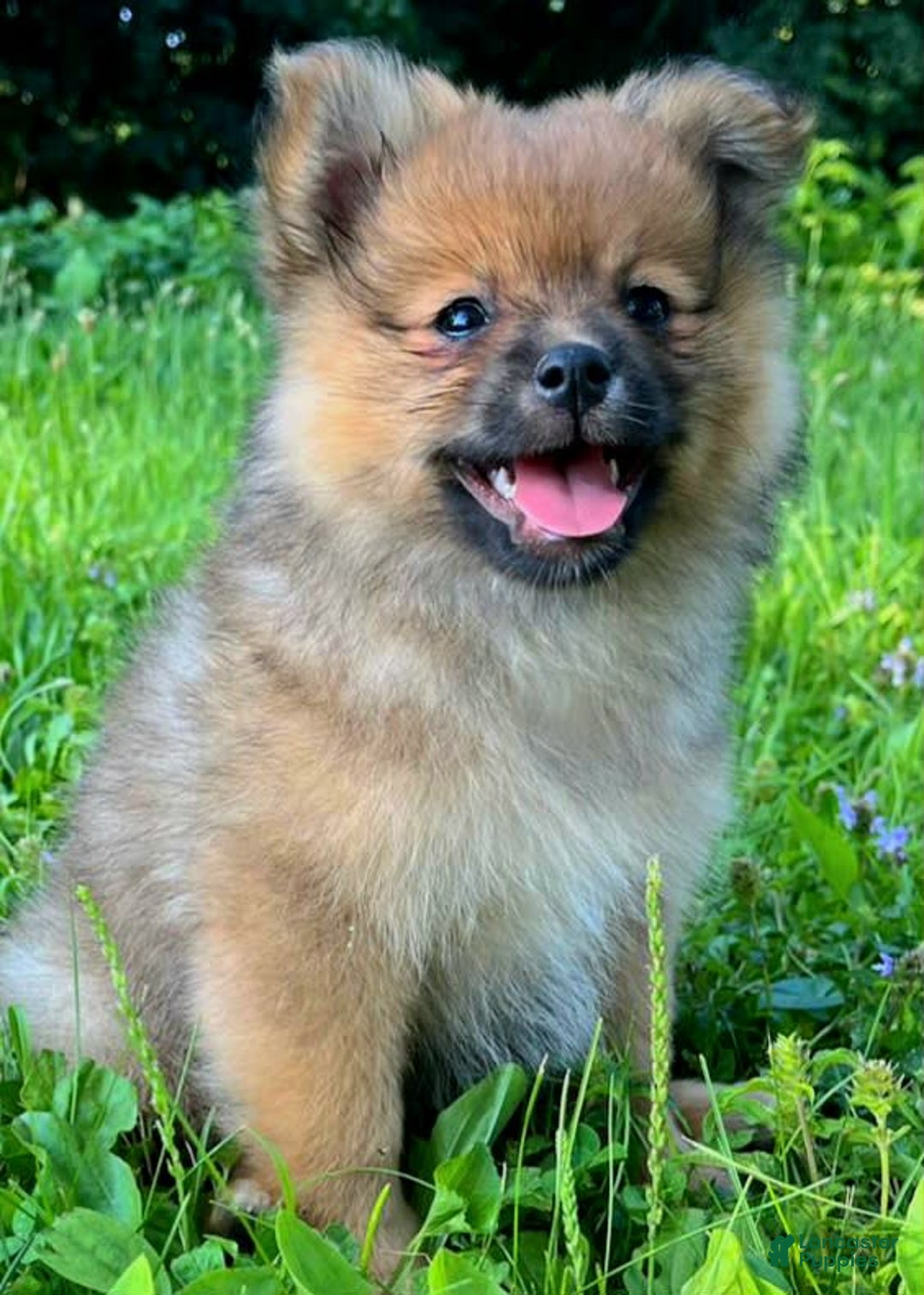 Pomeranian dogs for sale: Andi - Image 3