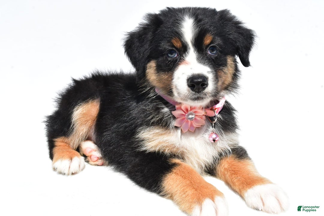 Australian Shepherd dogs for sale: Kiki - Image 2