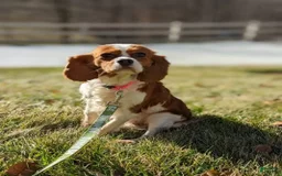Cavapoo dogs for sale: Rosie - Image 9