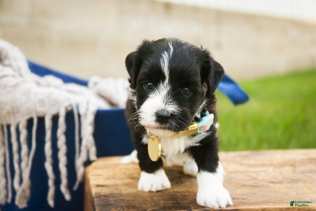 Havanese dogs for sale: Roo - Image 10