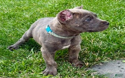 Cane Corso dogs for sale: Blu - Image 14