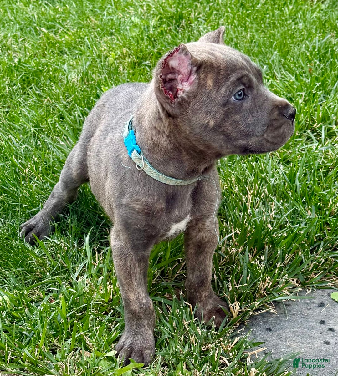 Cane Corso dogs for sale: Blu - Image 14