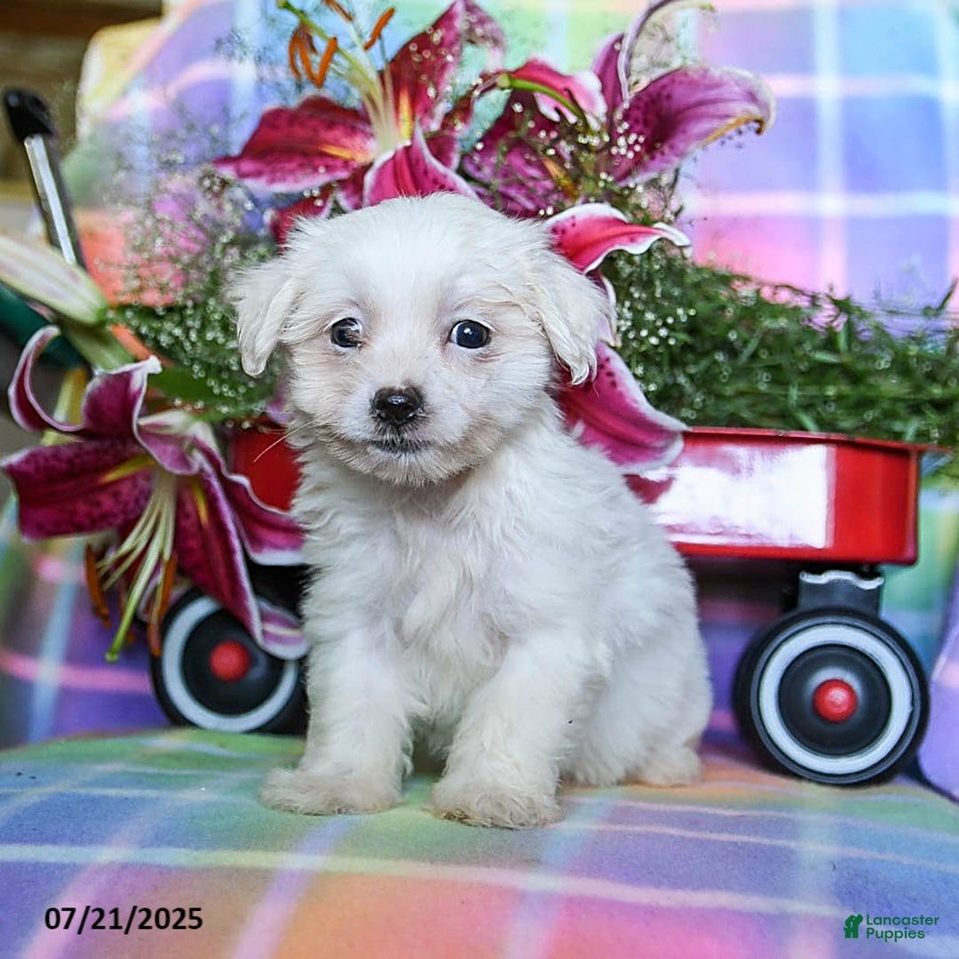 Maltese dogs for sale: Bailey - Image 3