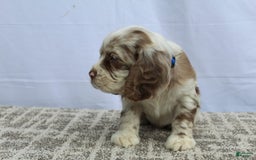 Cocker Spaniel dogs for sale: Reese - Image 5