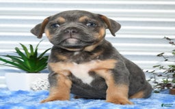 Beabull dogs for sale: Kimmy - Image 3