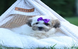 Shihpoo dogs for sale: Scarlett - Image 17