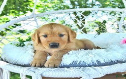 Golden Retriever dogs for sale: Abram - Image 14