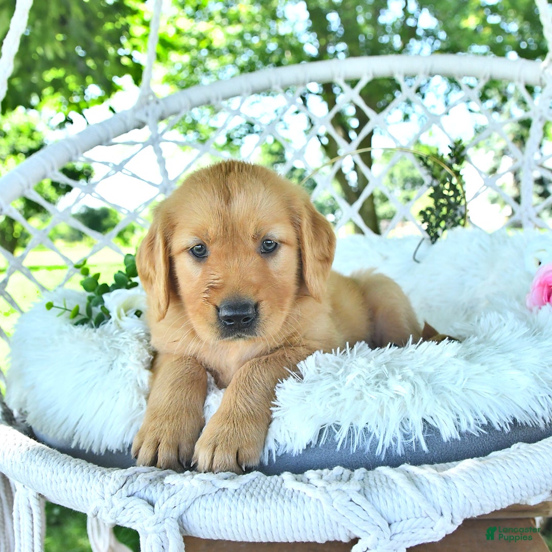 Golden Retriever dogs for sale: Abram - Image 14