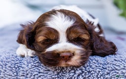 Cocker Spaniel dogs for sale: Chester - Image 1