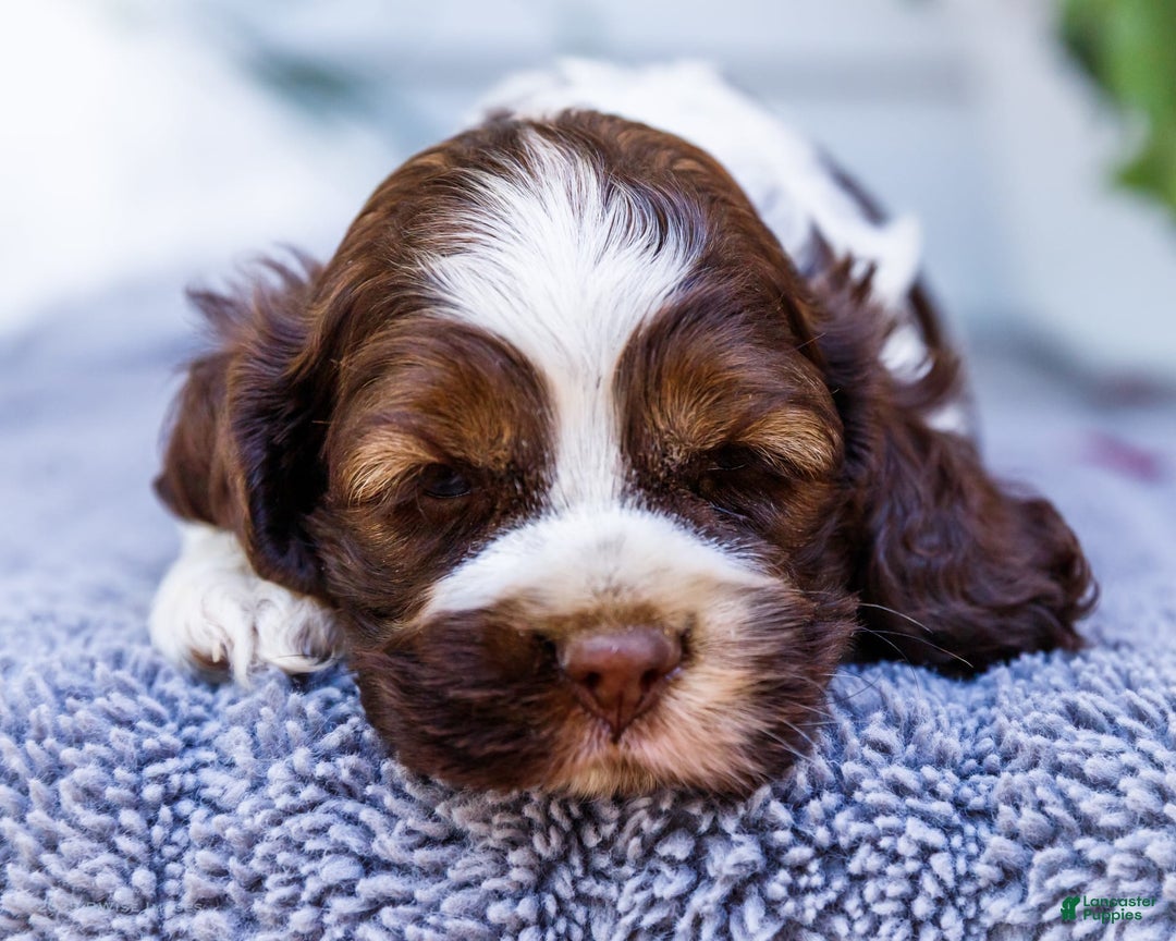 Cocker Spaniel dogs for sale: Chester - Image 1