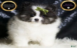 Pomeranian dogs for sale: Bingo - Image 3