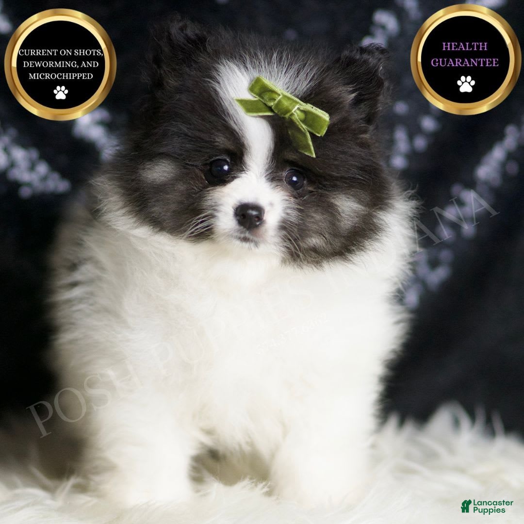 Pomeranian dogs for sale: Bingo - Image 3