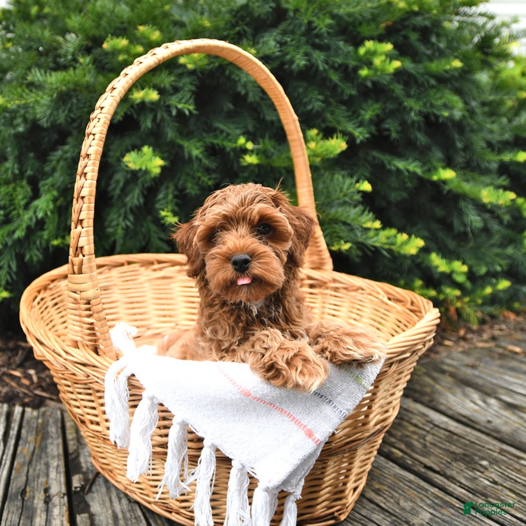 Cavapoo dogs for sale: Zachariah - Image 5