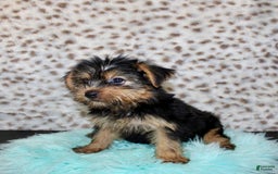 Yorkshire Terrier dogs for sale: Samson - Image 3