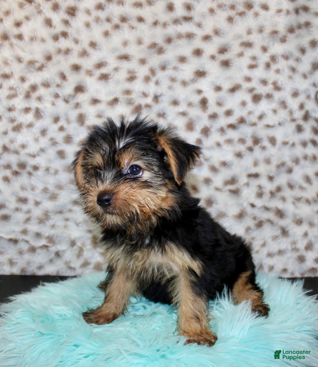 Yorkshire Terrier dogs for sale: Samson - Image 3