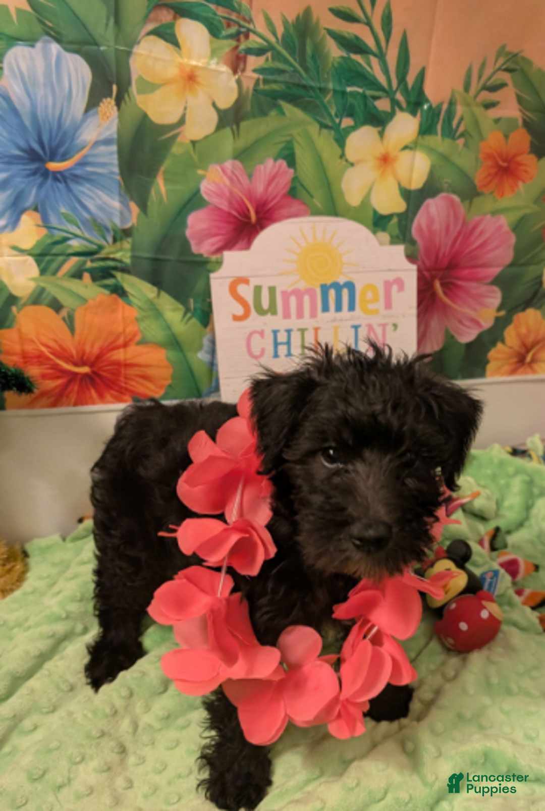 Miniature Schnauzer dogs for sale: Sassy Midnight - Image 3