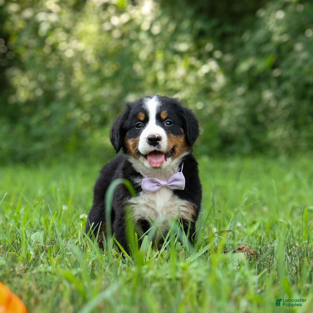 Bernese Mountain Dog dogs for sale: Suse - Image 13