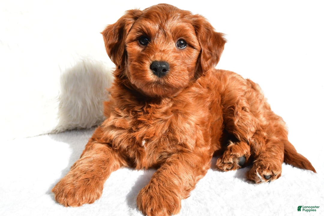  dogs for sale: Asher - Image 3