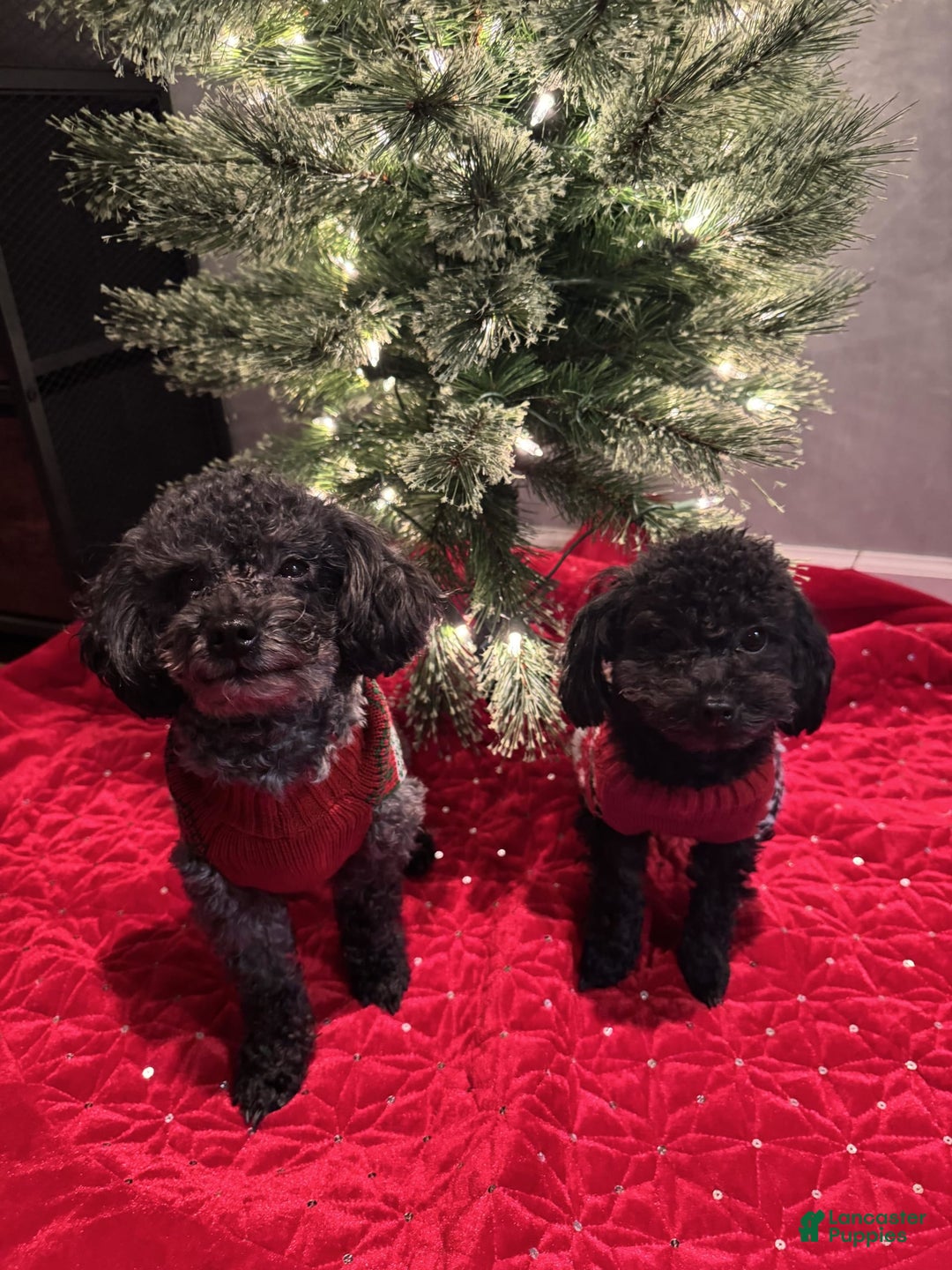Shihpoo dogs for sale: Teacup Chip - Image 7