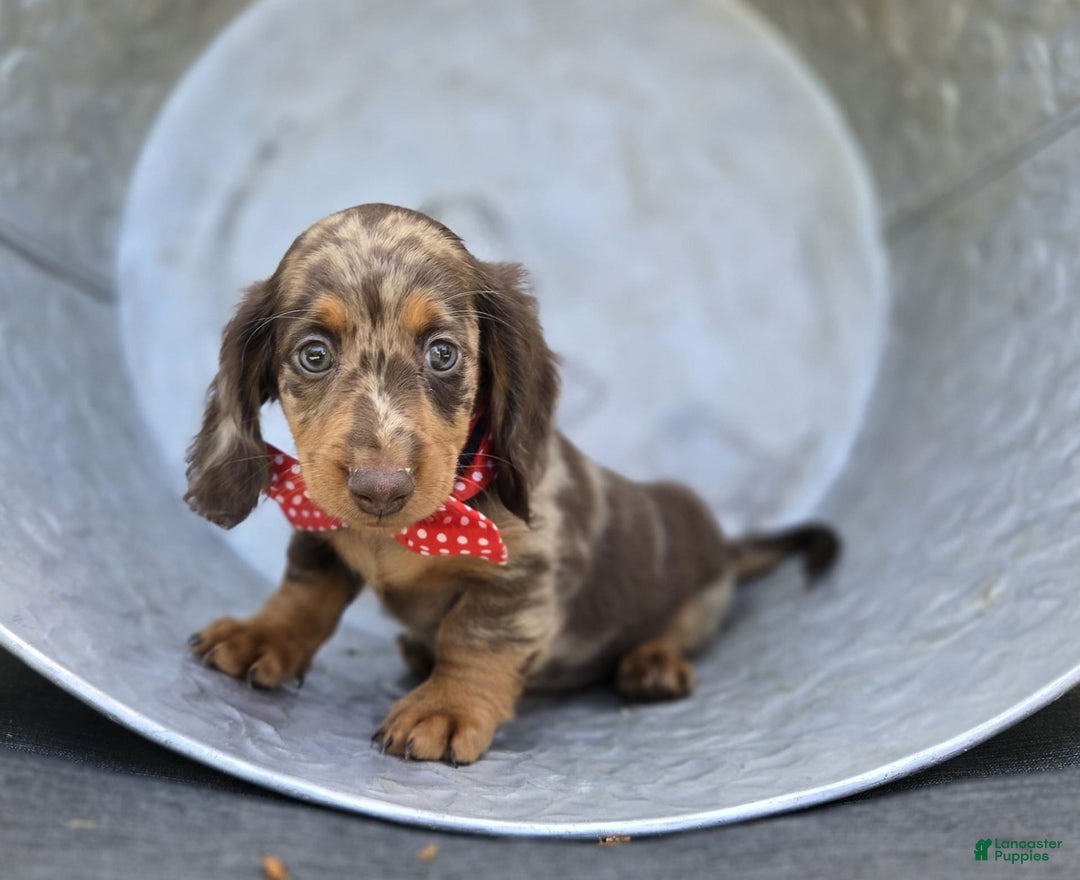 Miniature Dachshund dogs for sale: Kyle - Image 9