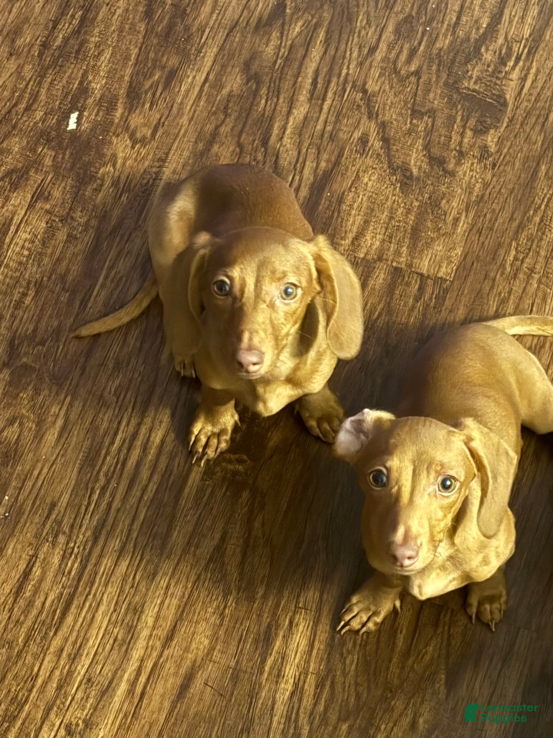 Dachshund dogs for sale: Toys - Image 1