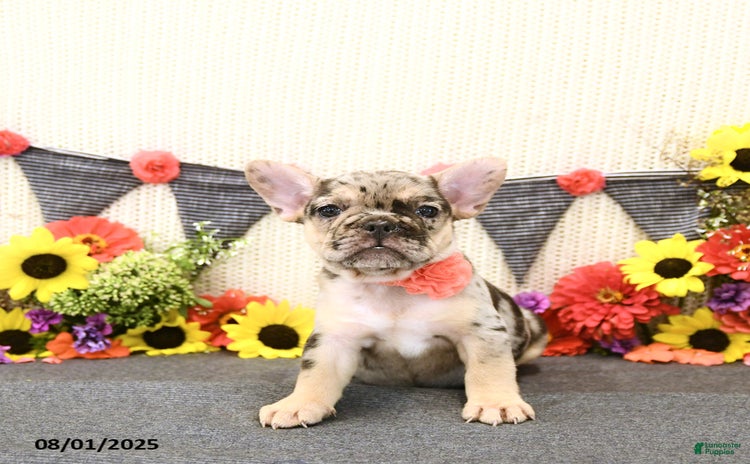 French Bulldog dogs for sale - Ad 4