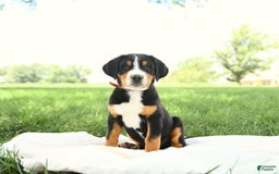 Greater Swiss Mountain Dog dogs for sale: Harvey - Image 12